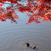 東大寺・紅葉(PK3_0465,60mm,F11,K3)2014yaotomi_.jpg