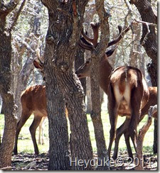 Elk