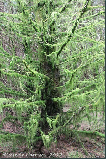 8-mossy-tree