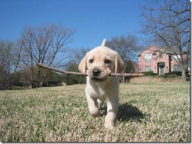 perros divertidos (4)