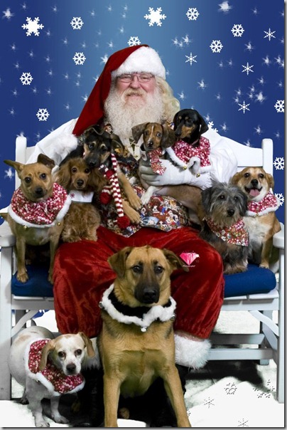 perro gorritos navidad (22)