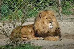 casteil lion