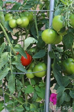 Tomato Surprize