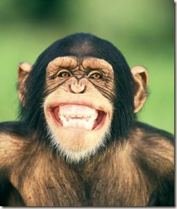 grinning_chimpanzee_42-16477032 grinning_chimpanzee_42-16477032