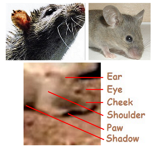 [TIKUS2.png]