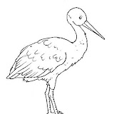 Aves%25252520%2525252816%25252529.jpg