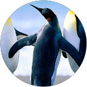 David Pulpillo Molina profile picture