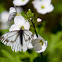 Spring White Butterfly