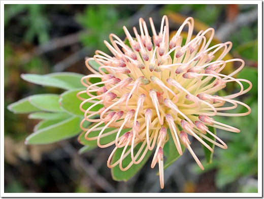 111015_Santa-Cruz_UCSCA_Leucospermum-cordifolium-x-tottum-Corralitos-Pink_02