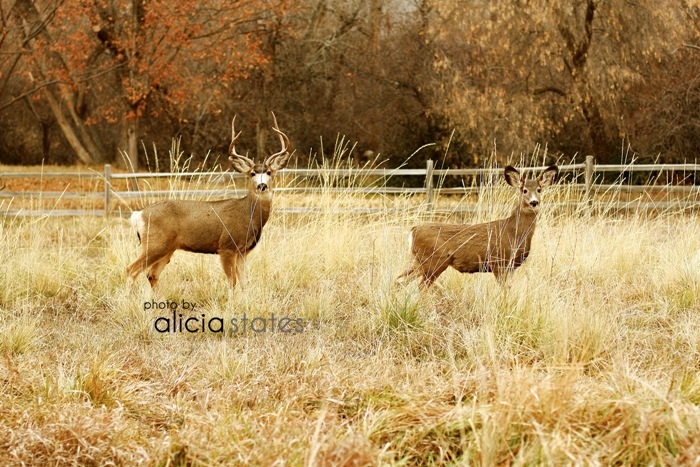 [alicia-states-photography-deer-02%252B%252B%255B3%255D.jpg]