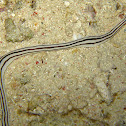 Five-Lined Ribbon Worm