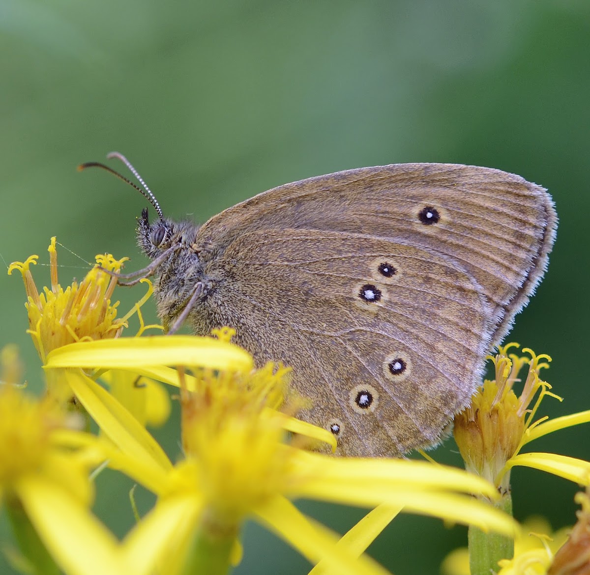 Ringlet - Tristan