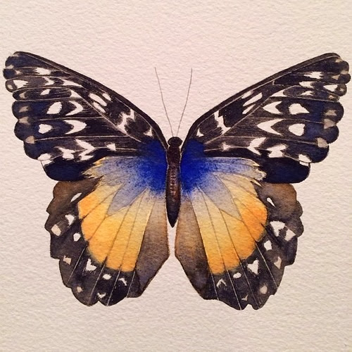 butterfly7