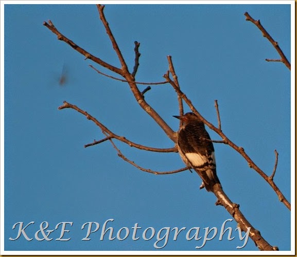 Juvenile red-headed woodpecker-3