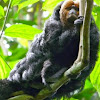 Guianan Saki Monkey