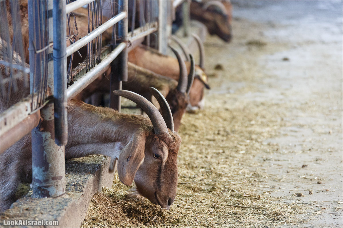 Менахемия - Козья Ферма Аз Из и медицинский музей Бейт ха-Рофе | Menahemia - As Is farm and medical museum | LookAtIsrael.com - Фото путешествия по Израилю | מנחמיה - חוות עז עיז ובית הרופא
