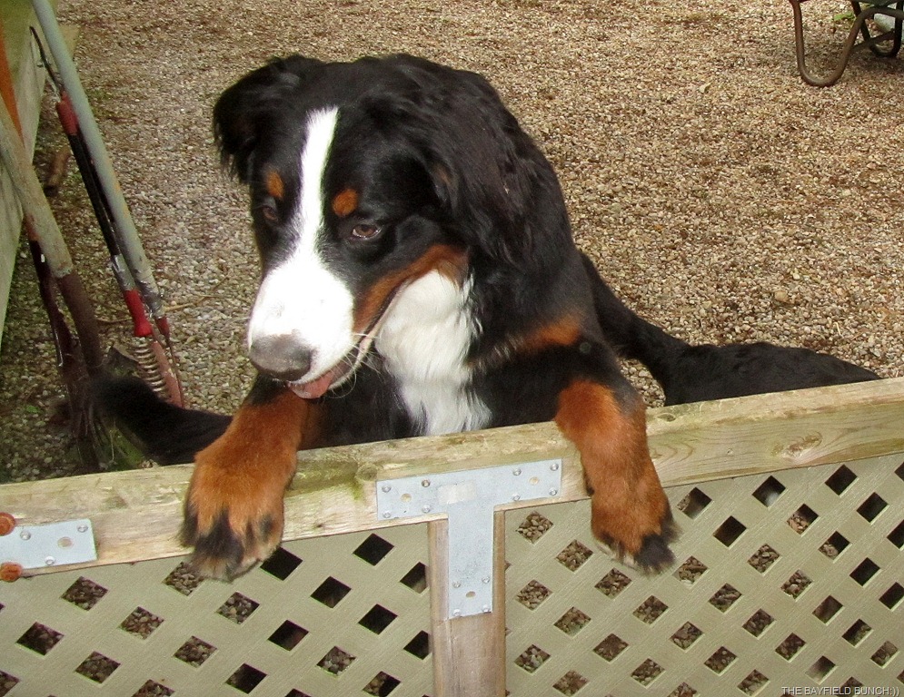 [IMG_0248%255B3%255D.jpg]