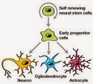 [stem%2520cell%2520-neurons%255B3%255D.jpg]