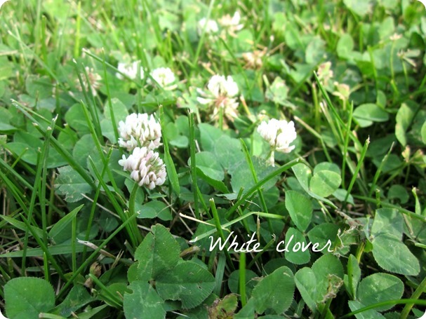 clover, wild grape 004