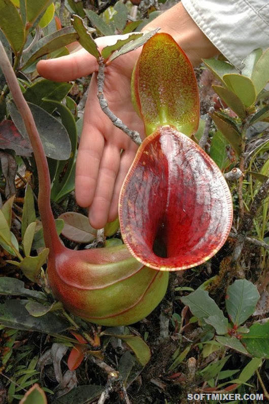 Nepenthes_lowii_upper_pitcher_scale_1_1024x1024