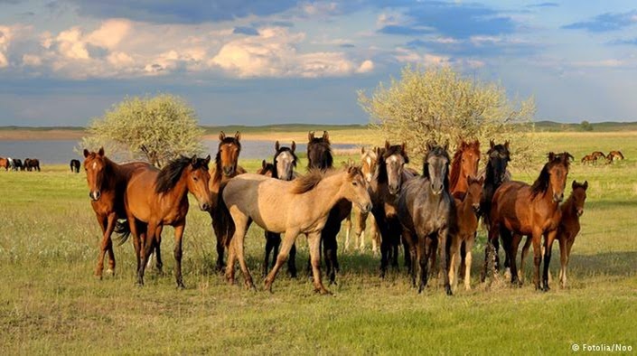 "das Leben ist kein Ponyhof"