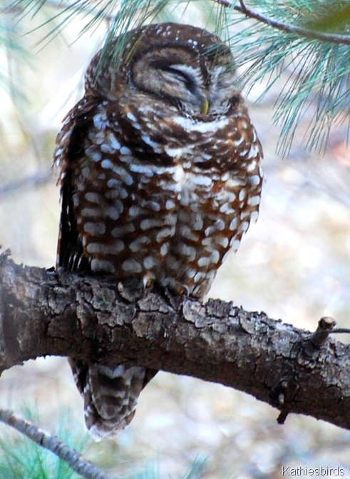 3. owl-kab