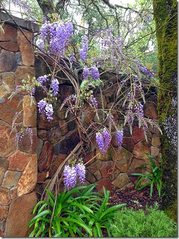 wisteria in Angwin
