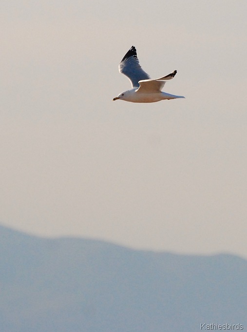 5. Herring gull Roosevelt lake-kab