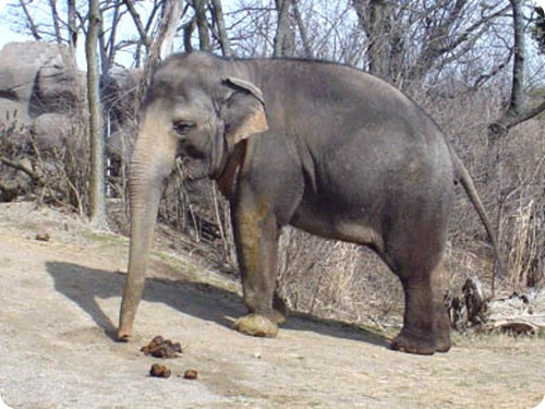 elefante asiatico2
