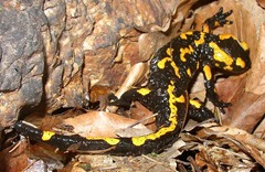 800px-Salamandra_salamandra_CZ 800px-Salamandra_salamandra_CZ