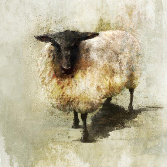 Sheep ken roko