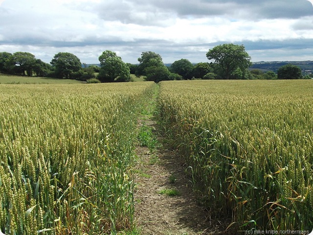 path through crops co durham