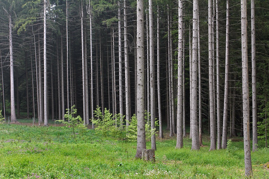 [120506_spruce-forest_02%255B3%255D.jpg]