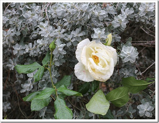 111127_rose Leucophyllum-frutescens