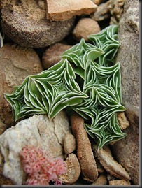 uscculent