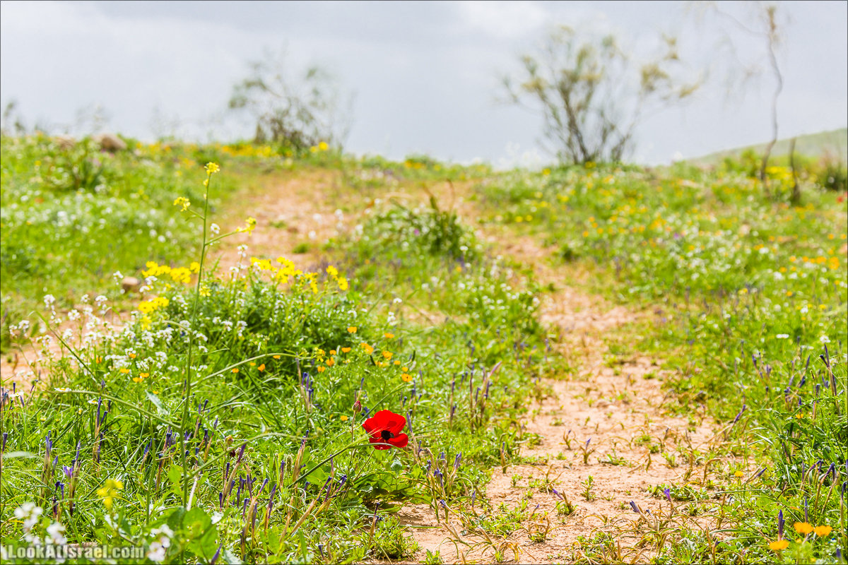 LookAtIsrael.com - Ручей (нахаль) Талкид | Nahal Talkid | נחל תלקיד