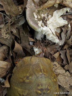 turtle eating mushroom top view close