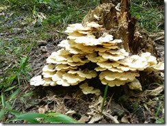 Stump Fungus