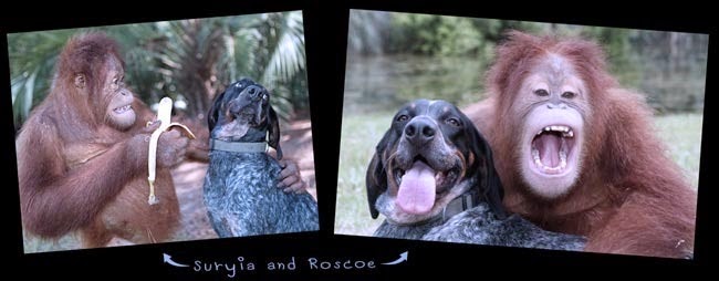 Funny Gift (Roscoe and Suryia)