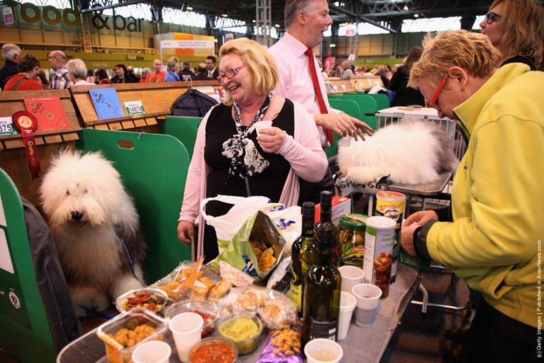 crufts-2012-20