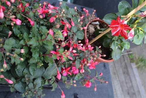 20100706 (1) (Small)