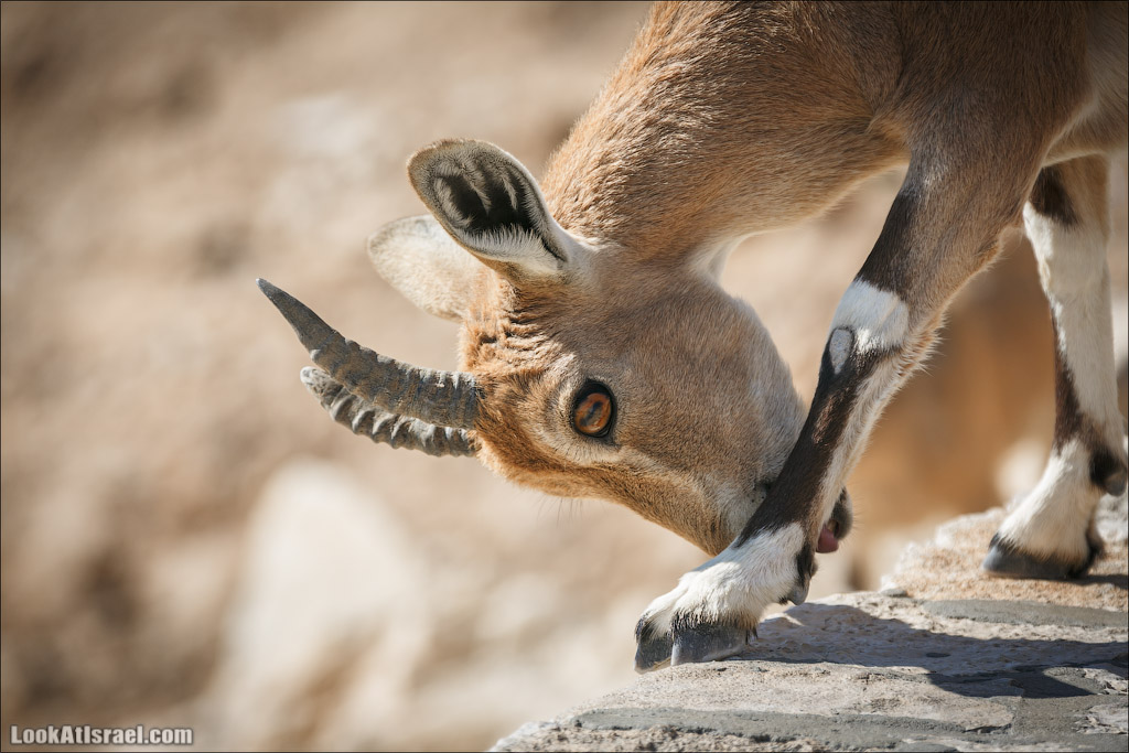 Ибексы на смотровой площадке в Мицпе Рамон | Сapra ibex nubian, Mitspe Ramon | LookAtIsrael.com - Фото путешествия по Израилю