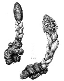 Balanophora dioica