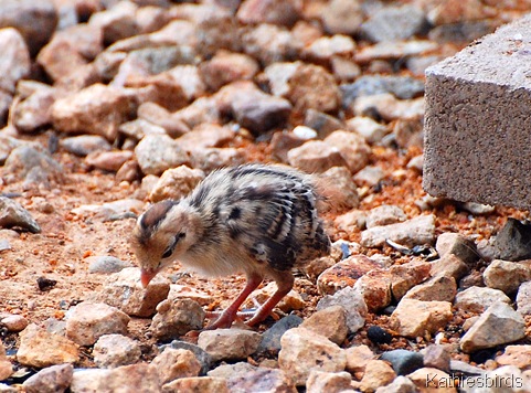 4. pebble sized quail AZ