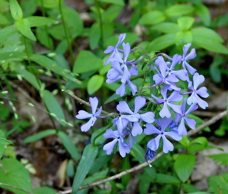 [04---Spring-Wildflowers---Blue-Phlox%255B1%255D.jpg]