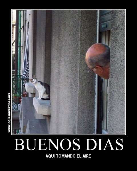 [GATO%2520ASOMADO%25201%255B2%255D.jpg]