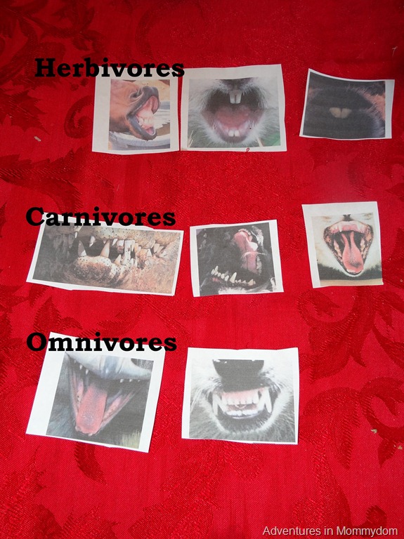 [Science%2520Sunday%2520classifying%2520animal%2520teeth%255B4%255D.jpg]
