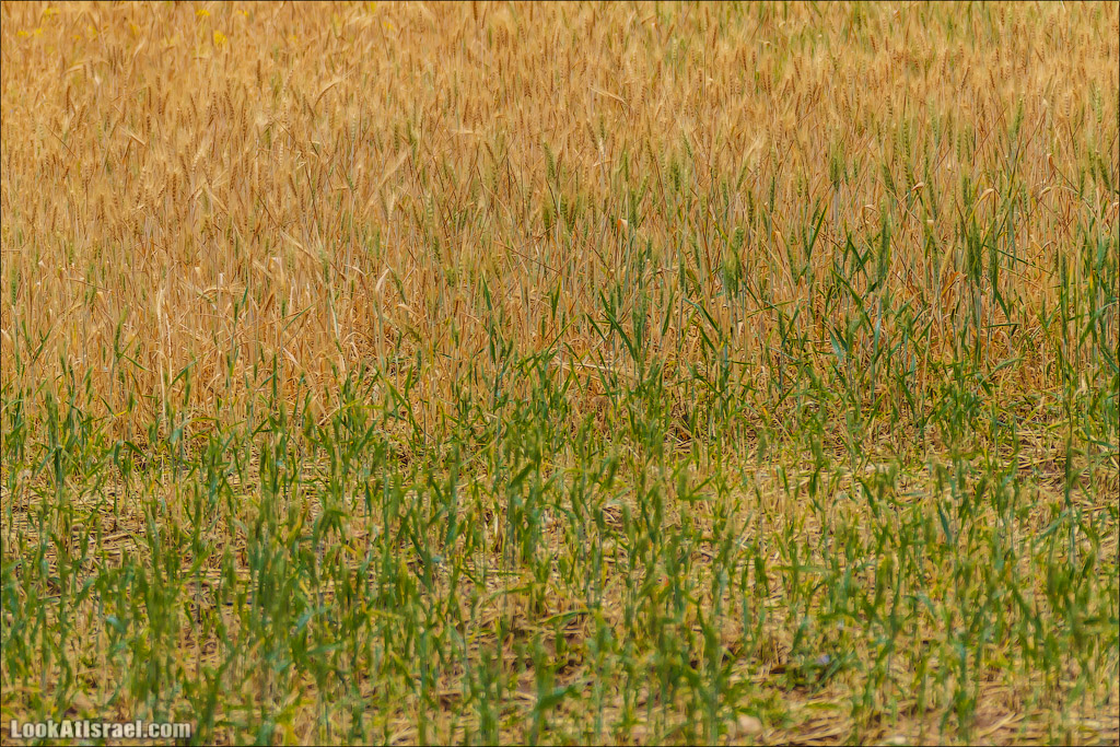 Неот Кдумим - Заповедник библейской природы | נאות קדומים