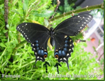 Female black swallowtail 