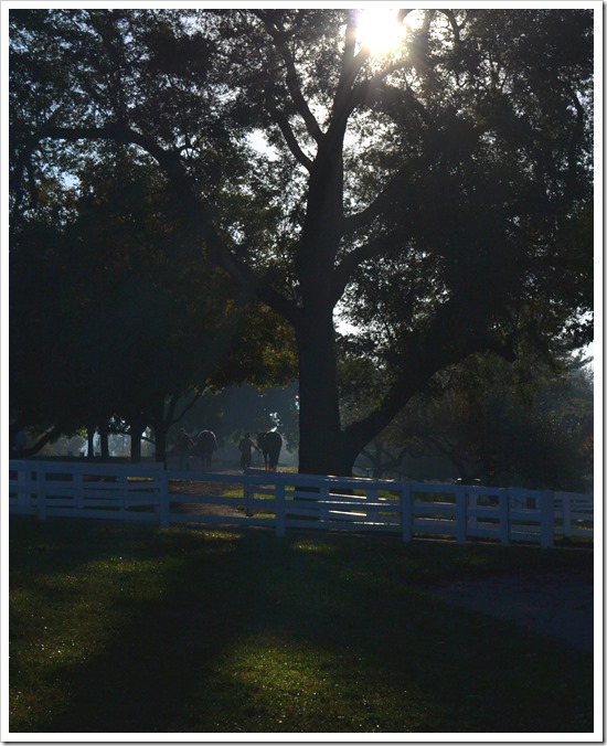 Keeneland Fall 2013 | Photo Lisa Porter